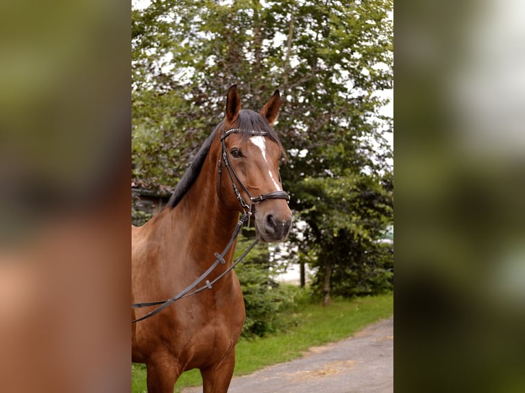 Hanoverian Gelding 10 years 17,1 hh Bay-Dark in Garbsen