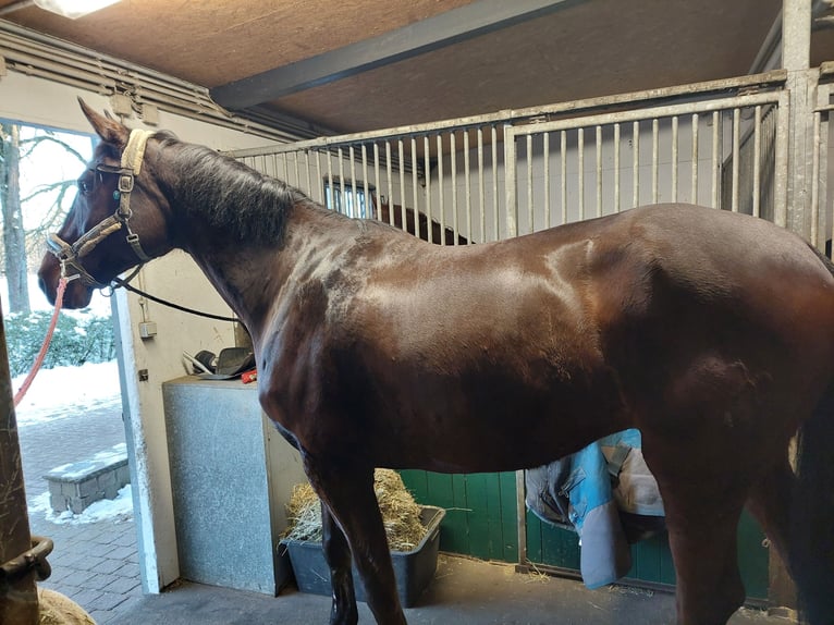 Hanoverian Gelding 10 years 17.1 hh Bay-Dark in Schildow