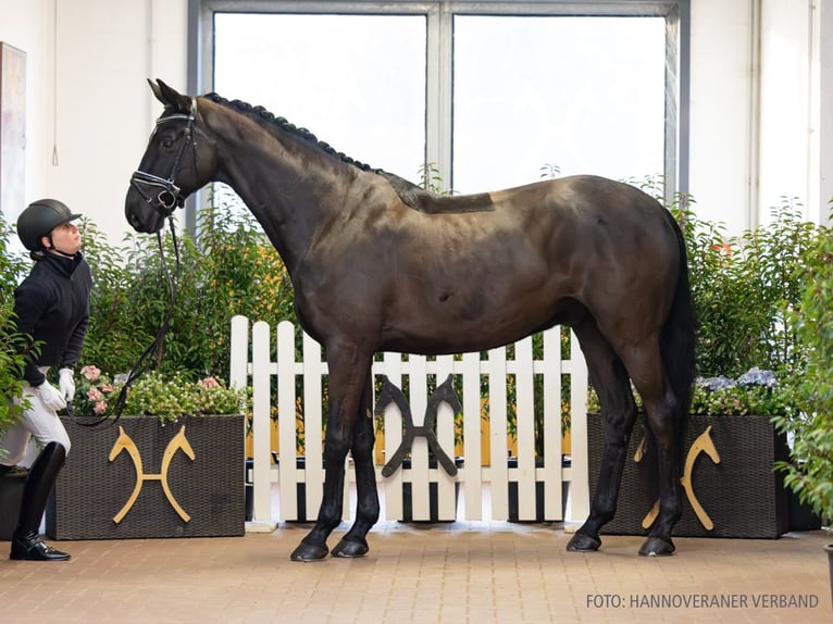 Hanoverian Gelding 10 years 17.1 hh Black in Verden