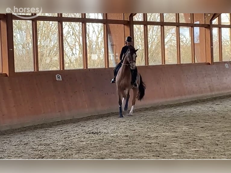 Hanoverian Gelding 10 years 17.1 hh Brown in Lübeck