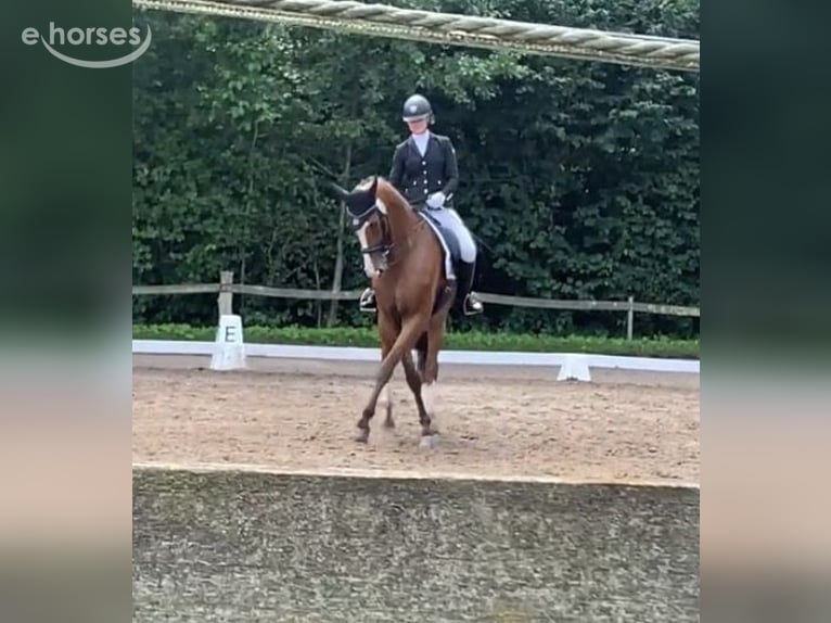 Hanoverian Gelding 10 years 17.1 hh Brown in Lübeck