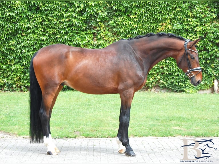 Hanoverian Gelding 10 years 17.1 hh Brown in Osnabrück