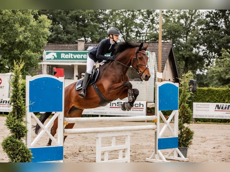 Hanoverian Gelding 10 years 17,1 hh Brown in Gütersloh