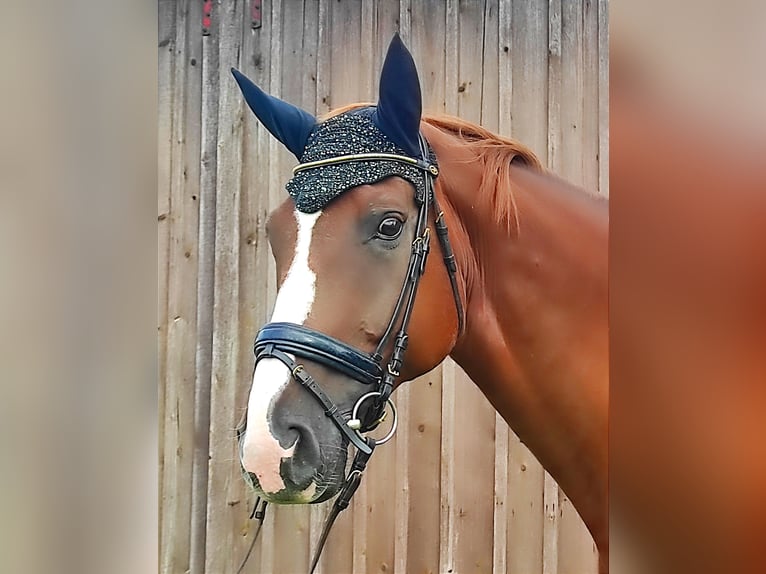 Hanoverian Gelding 10 years 17,1 hh Chestnut in Sünching