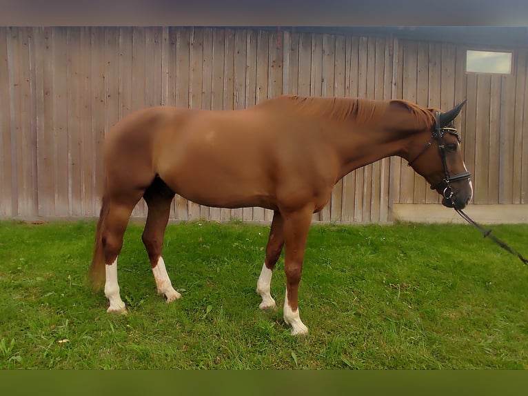 Hanoverian Gelding 10 years 17,1 hh Chestnut in Sünching