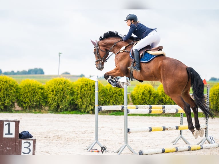 Hanoverian Gelding 10 years 17,2 hh Bay in Lublin