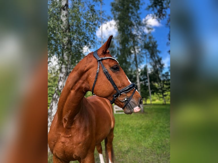 Hanoverian, Gelding, 10 years, 17.2 hh, Chestnut-Red