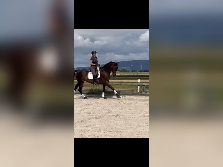 Hanoverian Gelding 10 years 17 hh Bay-Dark in Bleckede