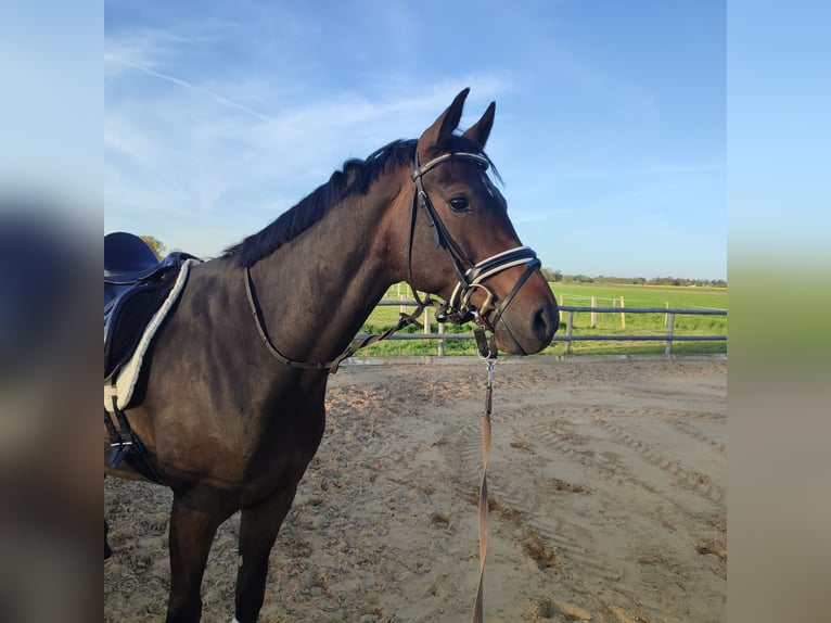 Hanoverian Gelding 10 years 17 hh Bay-Dark in Bleckede