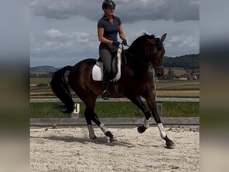 Hanoverian Gelding 10 years 17 hh Bay-Dark in Bleckede