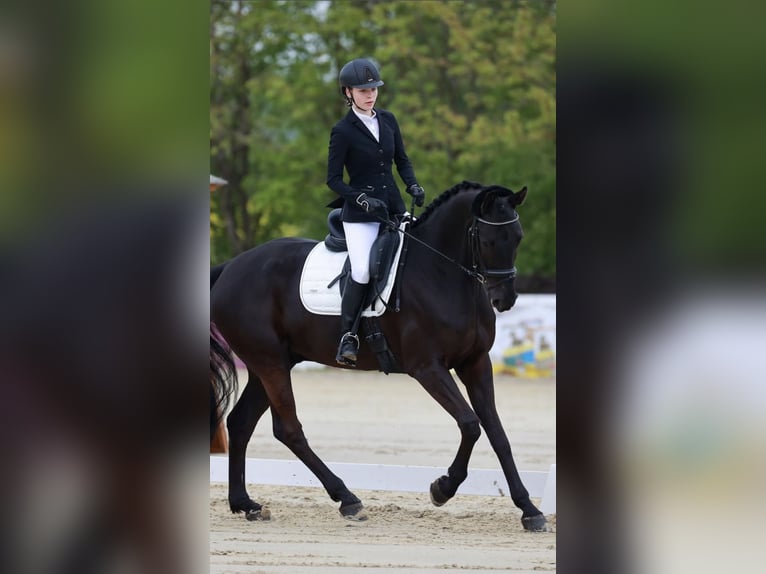 Hanoverian Gelding 10 years 17 hh Black in M&#xF6;hnesee/G&#xFC;nne