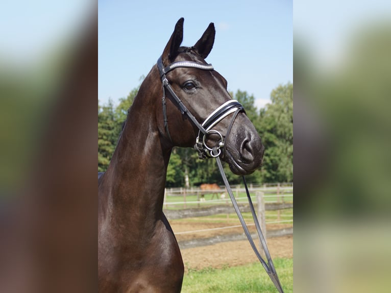 Hanoverian Gelding 10 years 17 hh Black in Werl