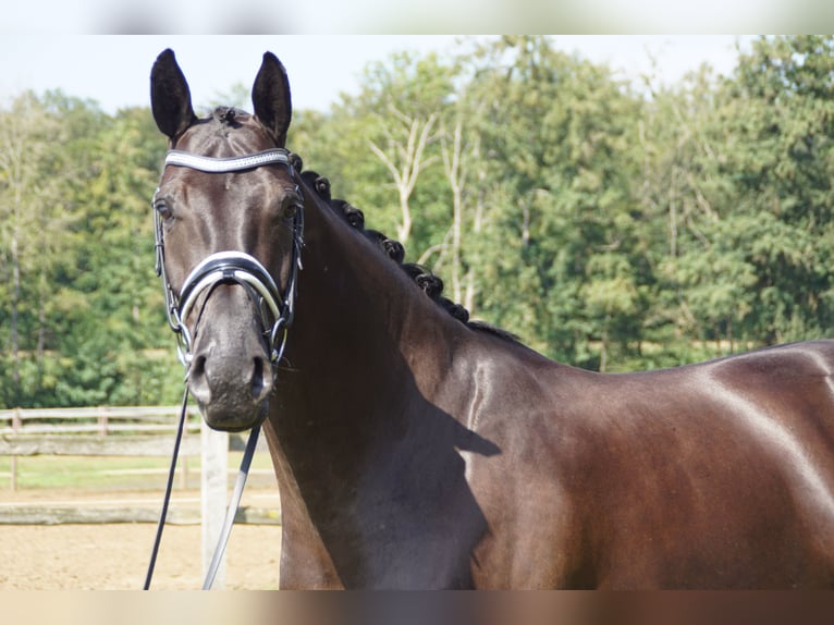 Hanoverian Gelding 10 years 17 hh Black in Werl