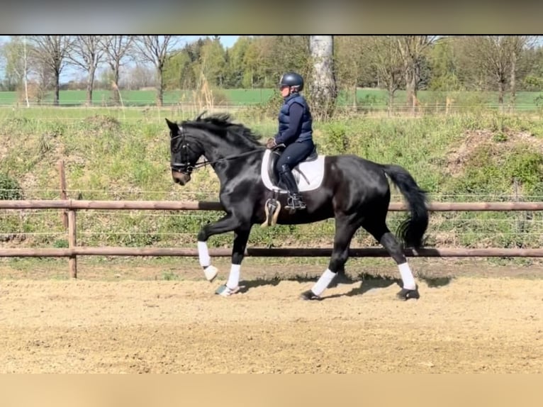 Hanoverian Gelding 10 years 17 hh Black in Wolfsburg