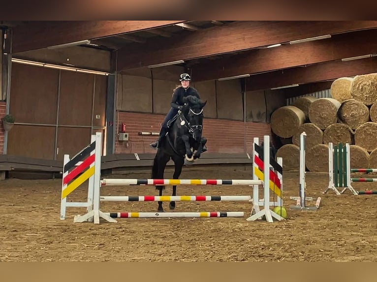 Hanoverian Gelding 10 years 17 hh Black in San Jose