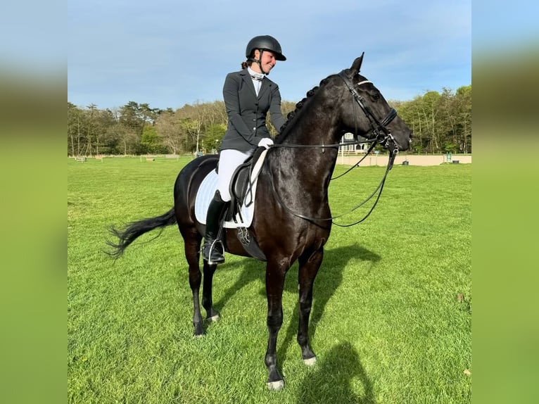 Hanoverian Gelding 10 years 17 hh Black in San Jose