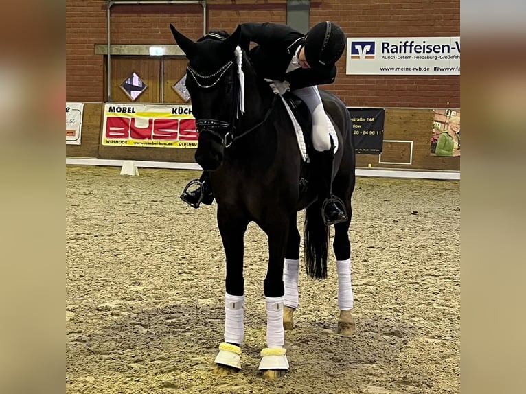 Hanoverian Gelding 10 years 17 hh Black in Bad Zwischenahn