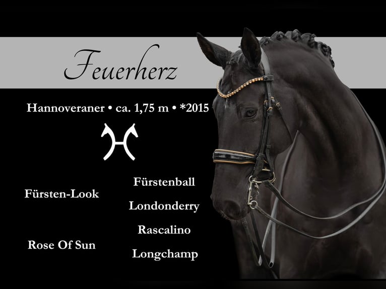 Hanoverian Gelding 10 years 17 hh Black in Wehringen