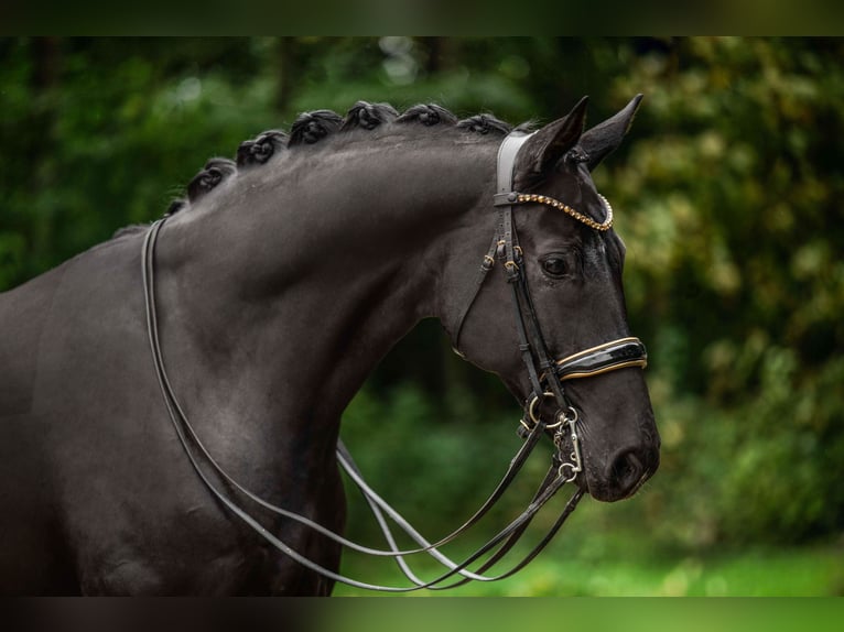 Hanoverian Gelding 10 years 17 hh Black in Wehringen
