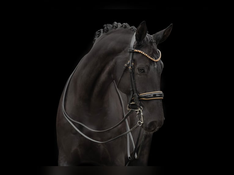 Hanoverian Gelding 10 years 17 hh Black in Wehringen