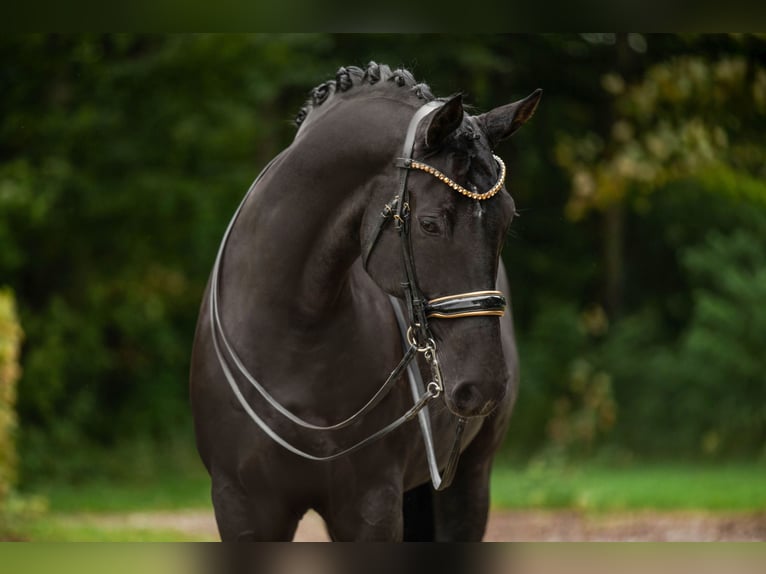 Hanoverian Gelding 10 years 17 hh Black in Wehringen