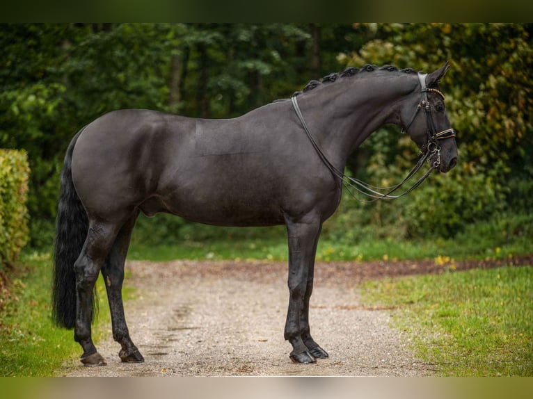 Hanoverian Gelding 10 years 17 hh Black in Wehringen