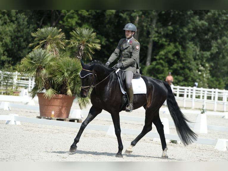 Hanoverian Gelding 10 years 17 hh Black in Wien, Leopoldstadt