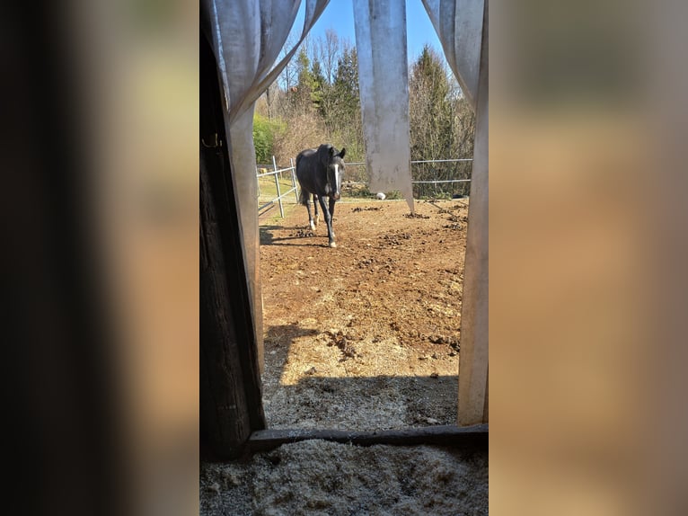 Hanoverian Gelding 10 years 17 hh Black in Purgstall bei Eggersdorf