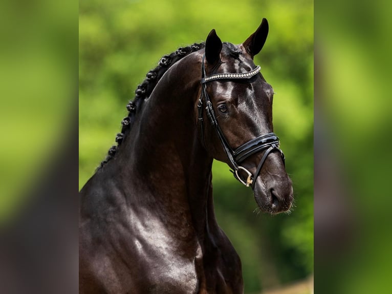 Hanoverian Gelding 10 years 17 hh Black in Dresden