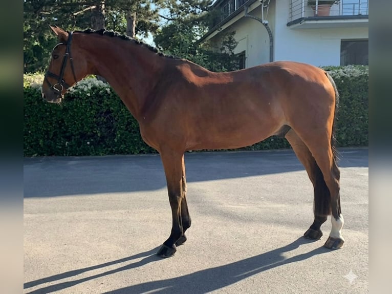 Hanoverian Gelding 10 years 17 hh Brown in Niederkassel