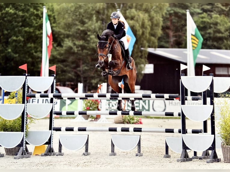 Hanoverian Gelding 10 years 17 hh Brown in Geestland