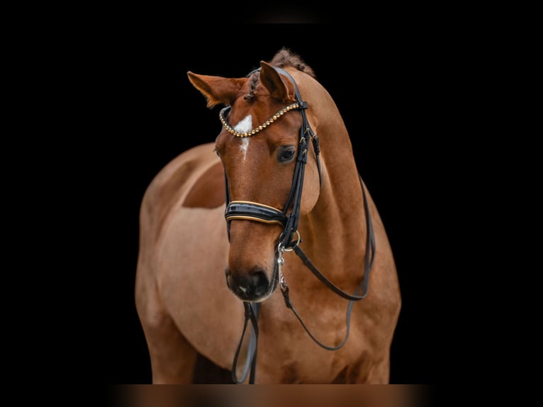 Hanoverian Gelding 10 years 17 hh Chestnut in Wehringen