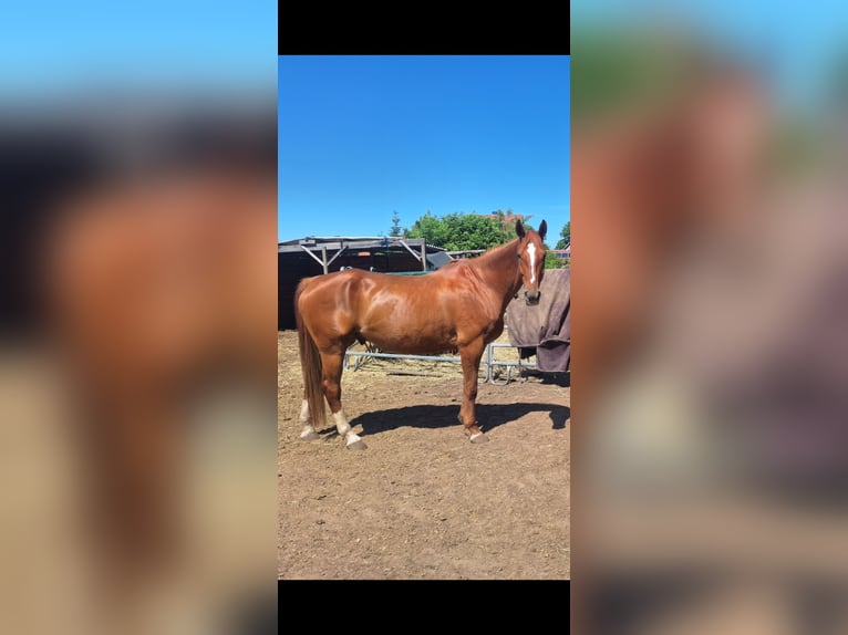 Hanoverian Gelding 10 years 17 hh Chestnut-Red in Edemissen
