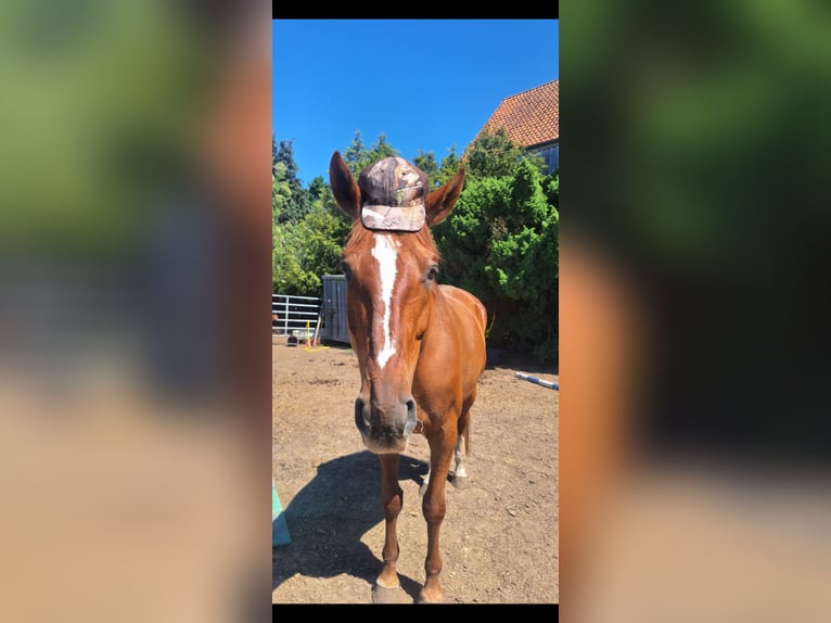 Hanoverian Gelding 10 years 17 hh Chestnut-Red in Edemissen