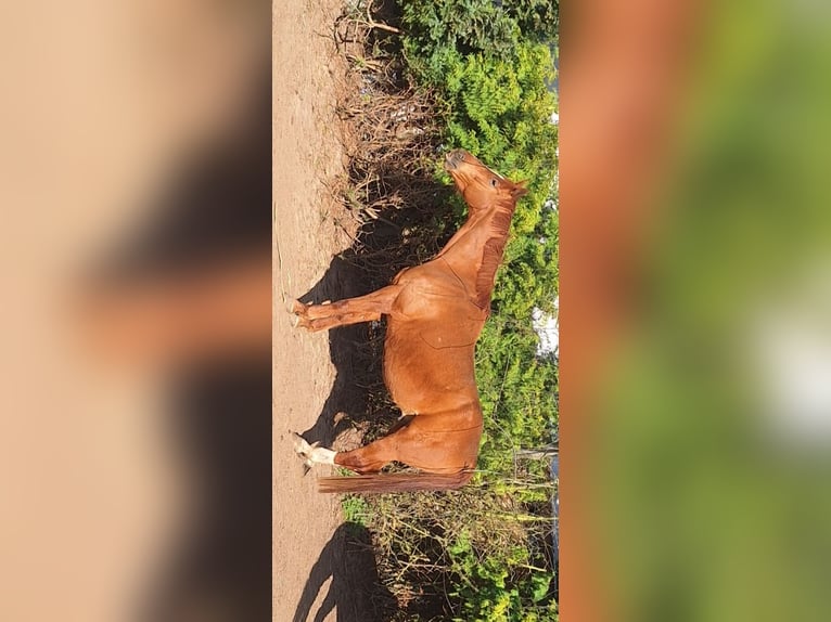 Hanoverian Gelding 10 years 17 hh Chestnut-Red in Edemissen