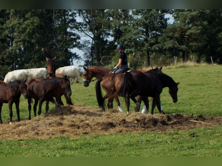 Hanoverian Gelding 10 years 17 hh Chestnut-Red in Iserlohn