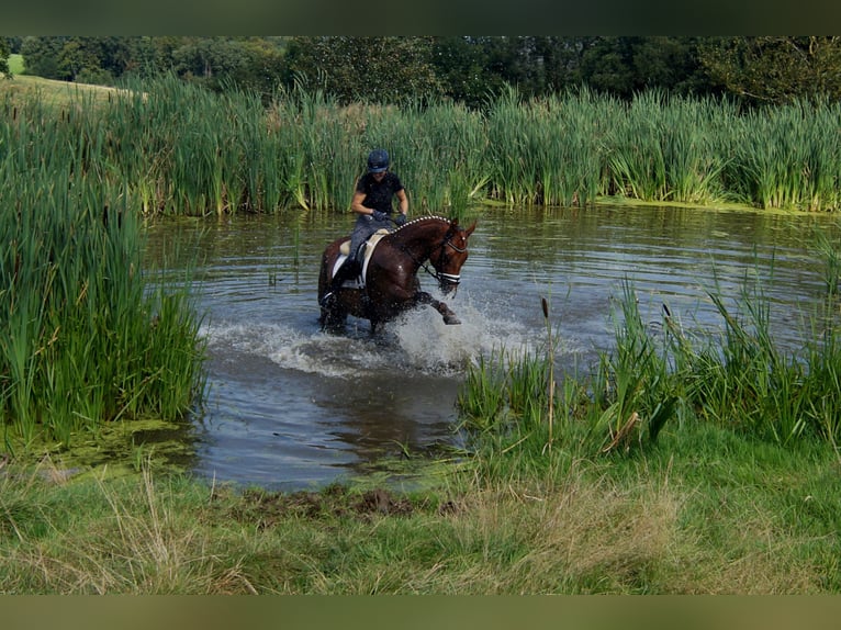 Hanoverian Gelding 10 years 17 hh Chestnut-Red in Iserlohn