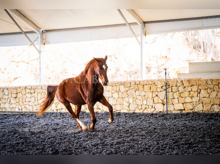 Hanoverian Gelding 10 years 17 hh Chestnut-Red in Valencia
