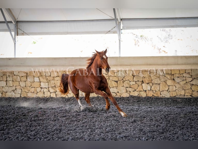 Hanoverian Gelding 10 years 17 hh Chestnut-Red in Valencia