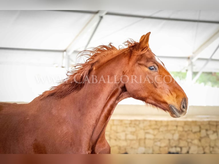 Hanoverian Gelding 10 years 17 hh Chestnut-Red in Valencia