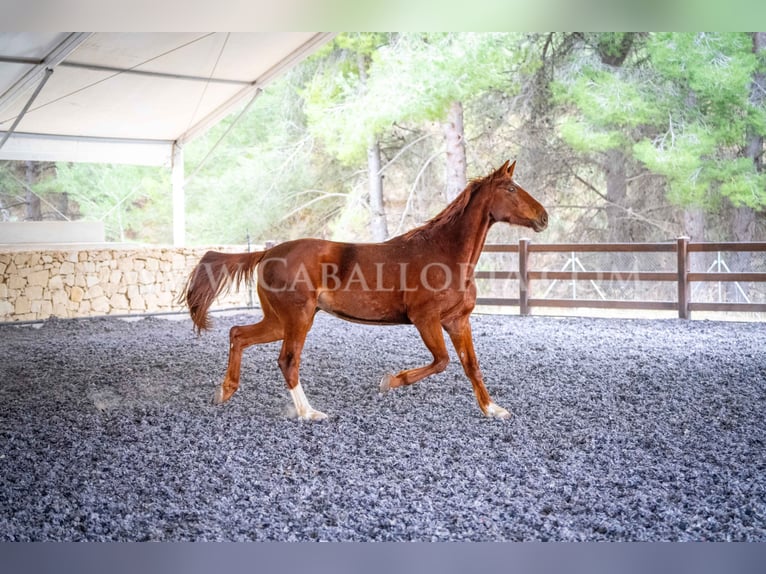 Hanoverian Gelding 10 years 17 hh Chestnut-Red in Valencia