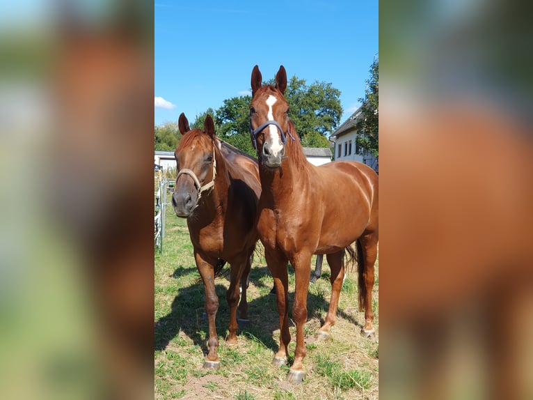 Hanoverian Gelding 10 years 17 hh Chestnut-Red in Kirchhain