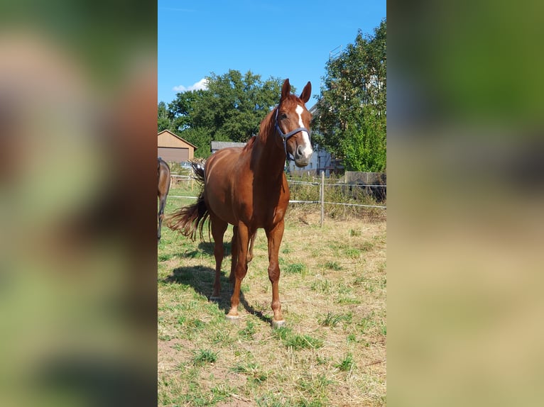 Hanoverian Gelding 10 years 17 hh Chestnut-Red in Kirchhain