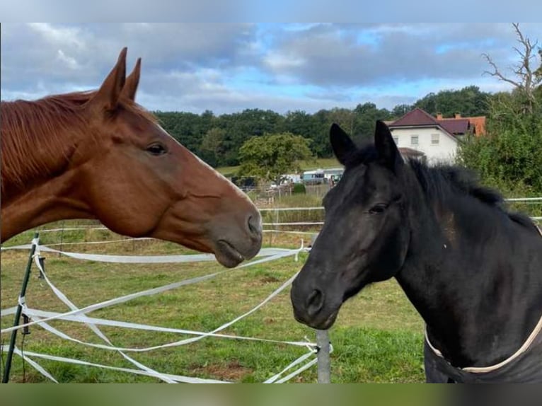 Hanoverian Gelding 10 years 17 hh Chestnut-Red in Kirchhain