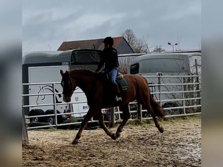 Hanoverian Gelding 10 years 17 hh Chestnut-Red in Kirchhain