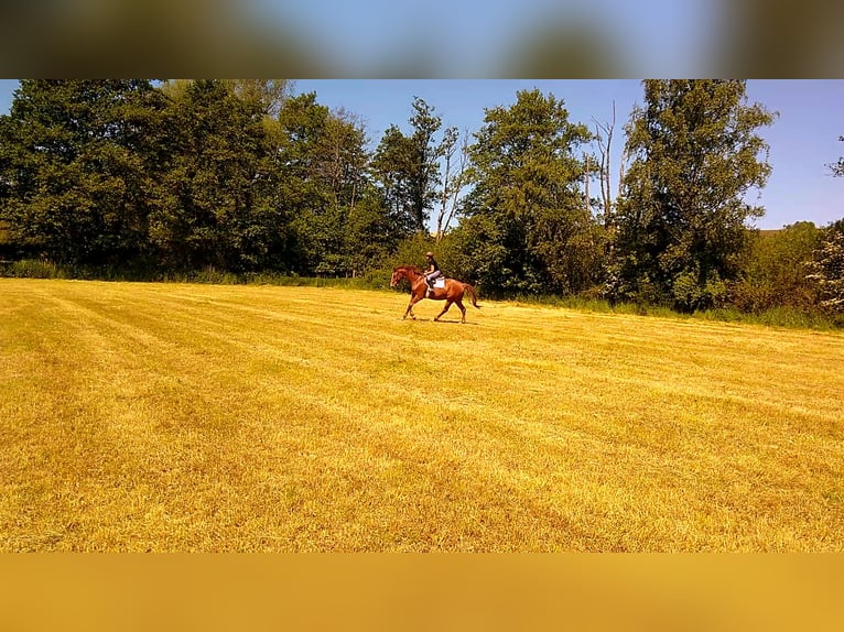 Hanoverian Gelding 10 years 17 hh Chestnut-Red in Kirchhain