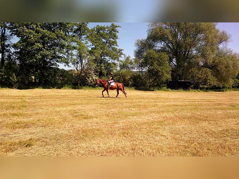 Hanoverian Gelding 10 years 17 hh Chestnut-Red in Kirchhain