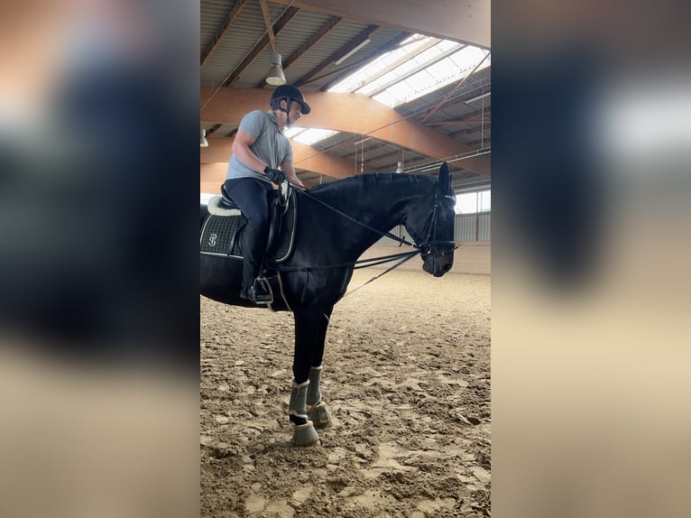Hanoverian Gelding 10 years 17 hh Smoky-Black in Landesbergen