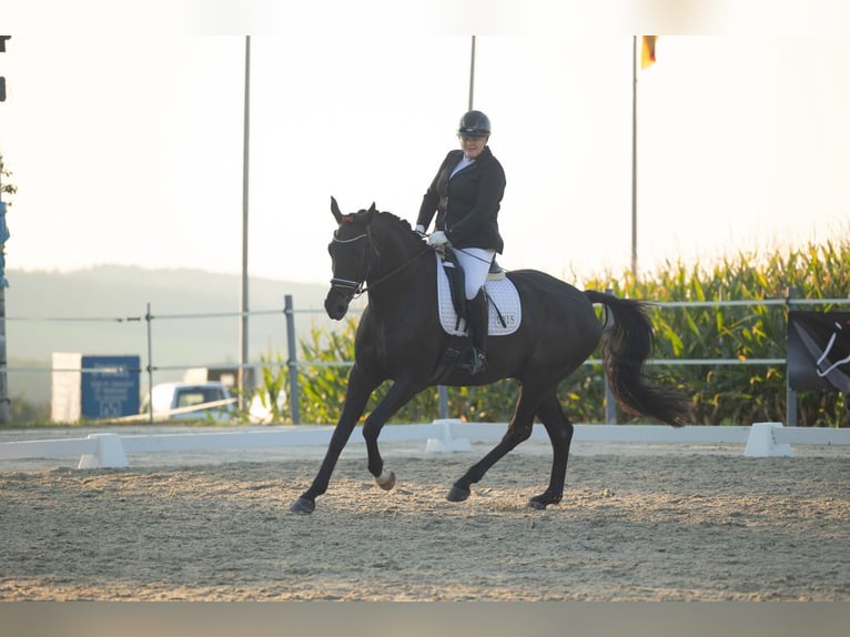 Hanoverian Gelding 10 years 17 hh Smoky-Black in Landesbergen