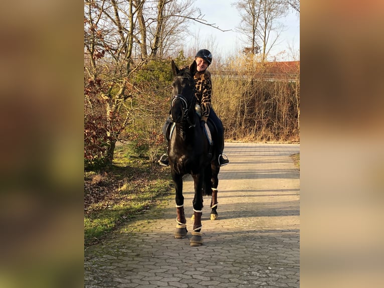 Hanoverian Gelding 10 years 17 hh Smoky-Black in Landesbergen